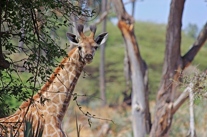 点击大图看下一张：高大的长颈鹿图片