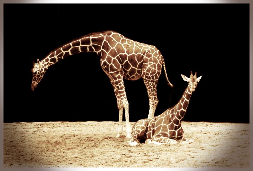 点击大图看下一张：高大的长颈鹿图片