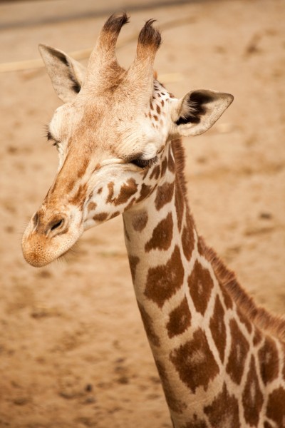 点击大图看下一张：可爱的长颈鹿图片