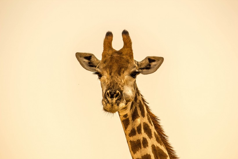 点击大图看下一张：长颈鹿头部图片