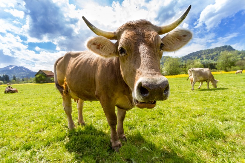 点击大图看下一张：长着犄角的公牛图片