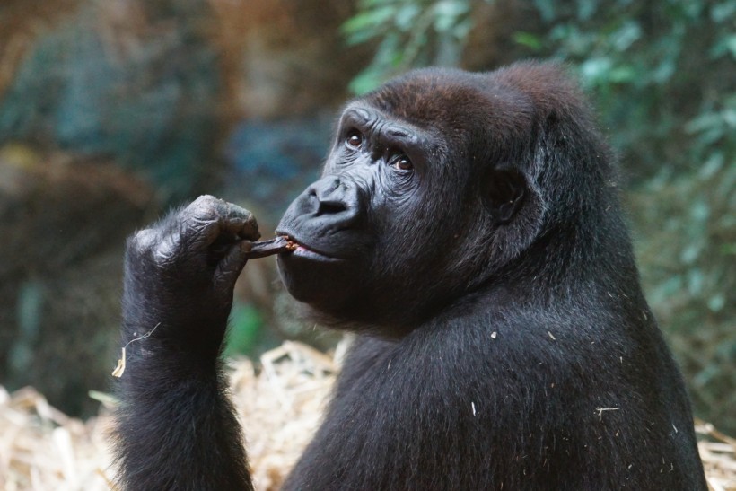 点击大图看下一张：呆萌的大猩猩图片