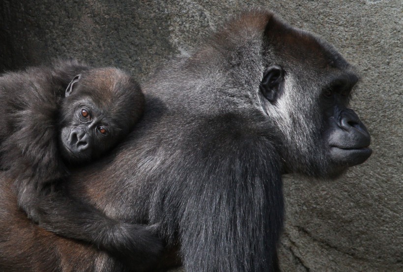 点击大图看下一张：可爱的大猩猩图片