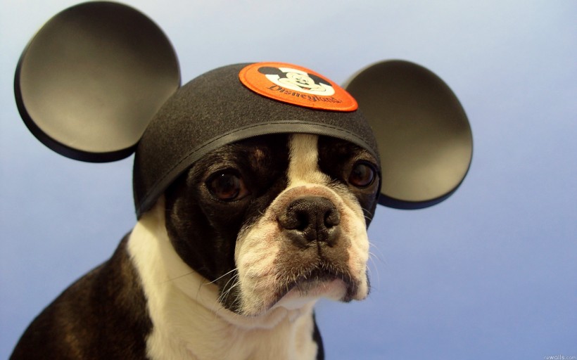 点击大图看下一张：戴帽子的可爱狗狗图片