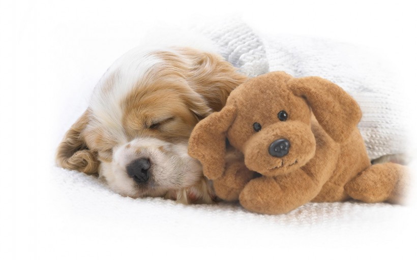 点击大图看下一张：可爱的睡梦中的狗狗图片