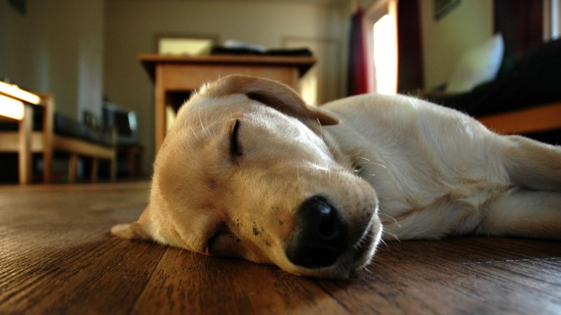 点击大图看下一张：可爱的睡梦中的狗狗图片