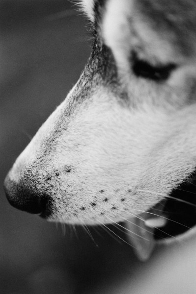 点击大图看下一张:狗的黑白图片