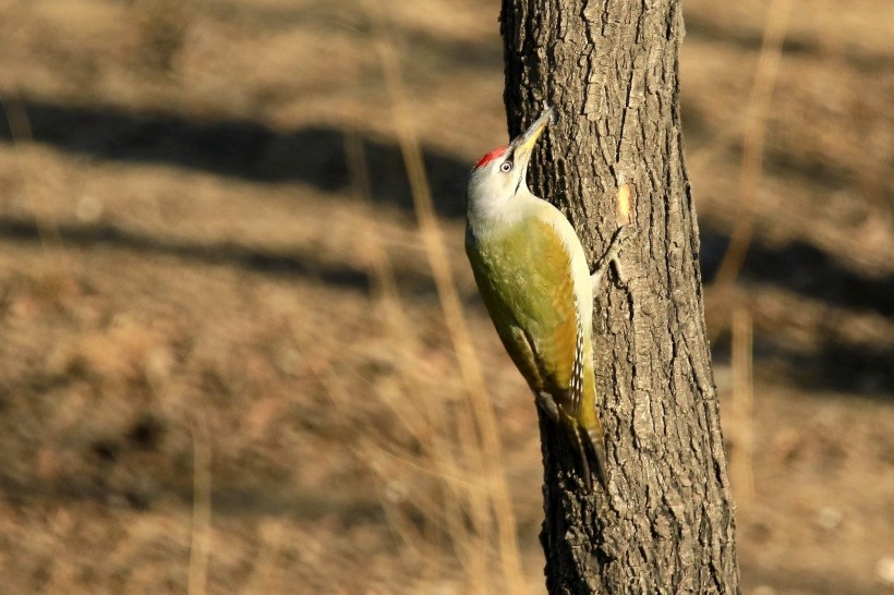 点击大图看下一张：灰头绿啄木鸟图片