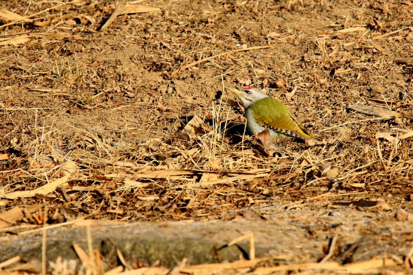 点击大图看下一张：灰头绿啄木鸟图片