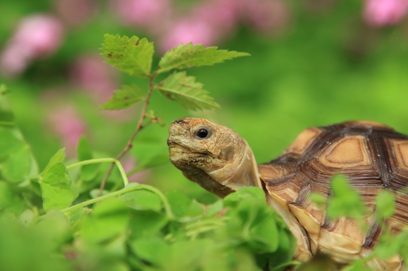 点击大图看下一张：陆龟苏卡达图片