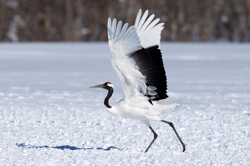 点击大图看下一张：白色的丹顶鹤鸟类图片