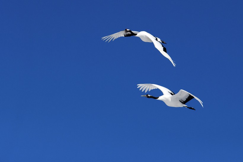 点击大图看下一张：白色的丹顶鹤鸟类图片
