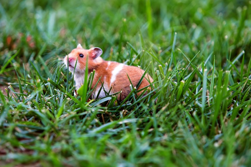 点击大图看下一张：可爱的小豚鼠图片