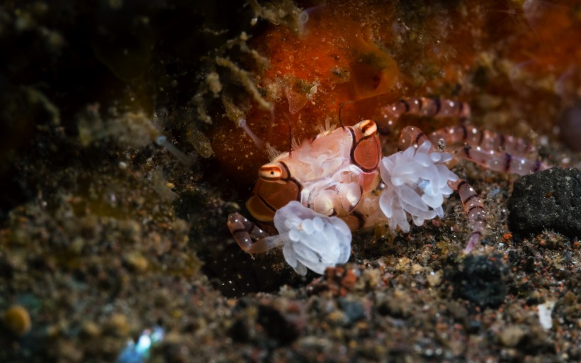 点击大图看下一张：奇妙的海底生物图片