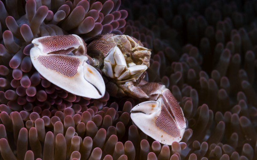 点击大图看下一张：奇妙的海底生物图片