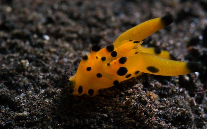 点击大图看下一张：奇妙的海底生物图片