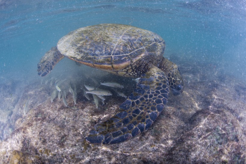 点击大图看下一张：憨态可掬的海龟动物图片