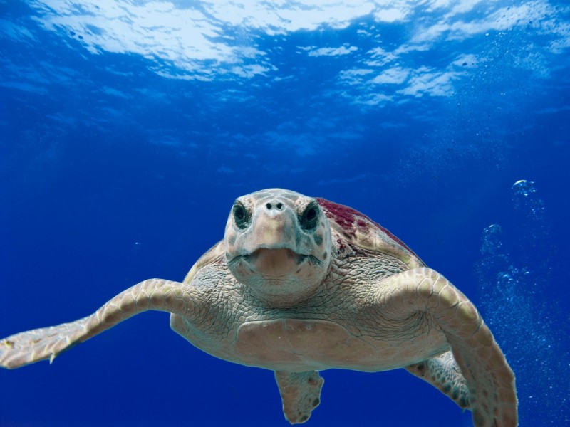 点击大图看下一张：长寿的海龟图片