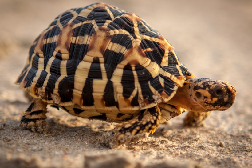 点击大图看下一张：憨态可掬的海龟动物图片