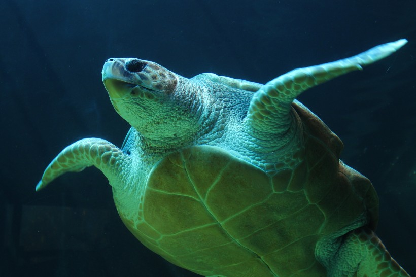 点击大图看下一张：憨态可掬的海龟图片