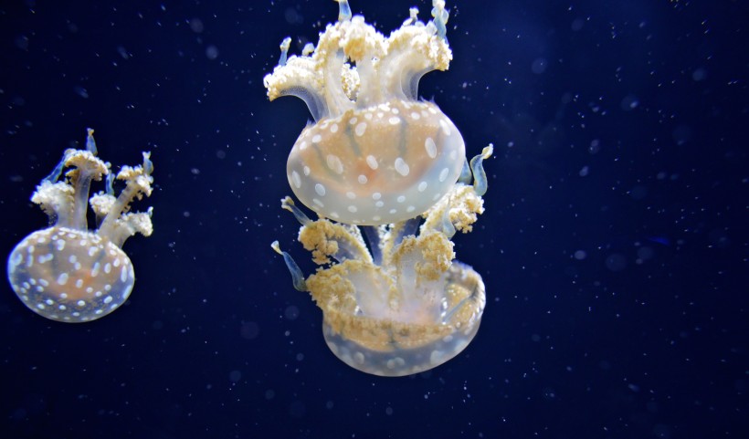 点击大图看下一张：海里生活的水母图片