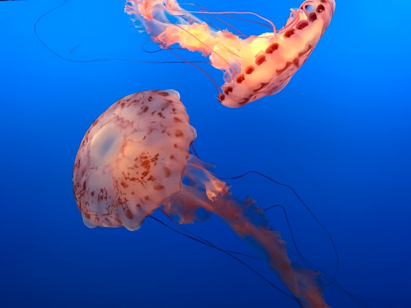 点击大图看下一张：海里生活的水母图片