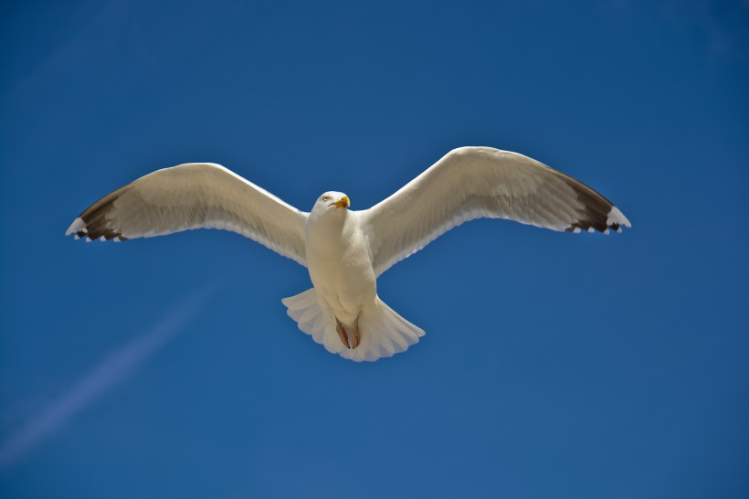 点击大图看下一张：小巧玲珑的海鸥图片