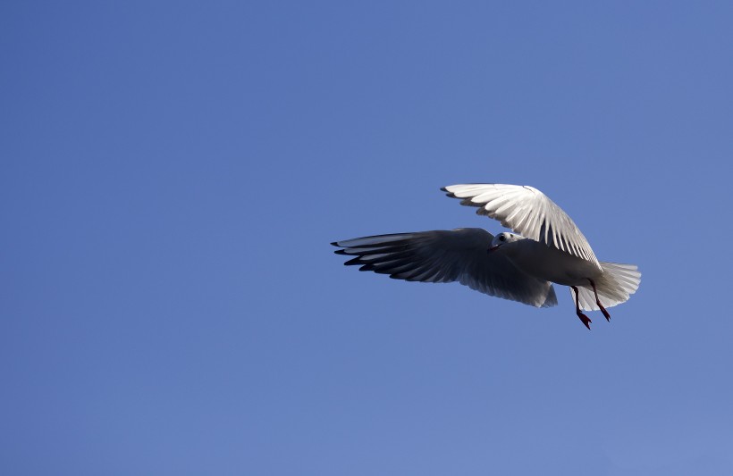 点击大图看下一张：展翅的海鸥图片