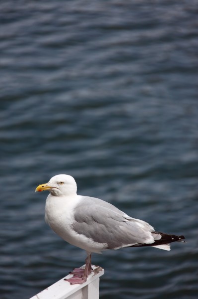 点击大图看下一张：海上航行的“预报员”海鸥图片