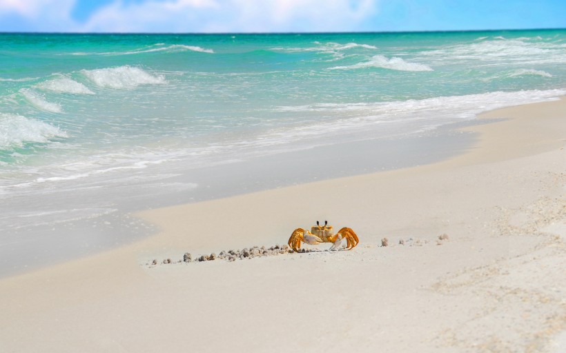 点击大图看下一张：海滩上的螃蟹图片