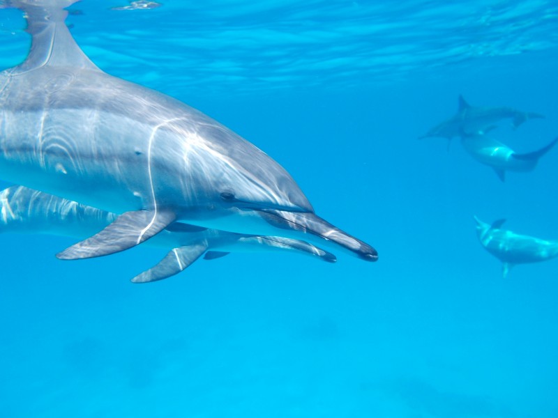 点击大图看下一张：水中嬉戏的海豚图片