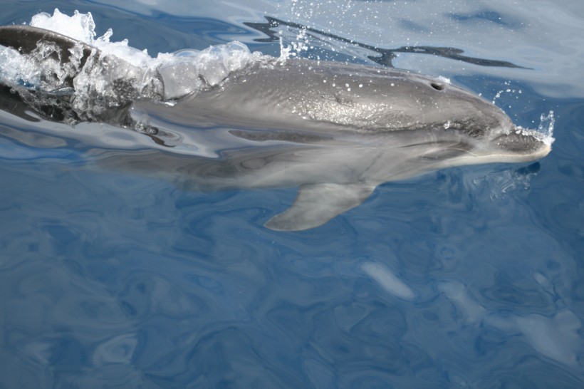 点击大图看下一张：活泼可爱的海豚图片 