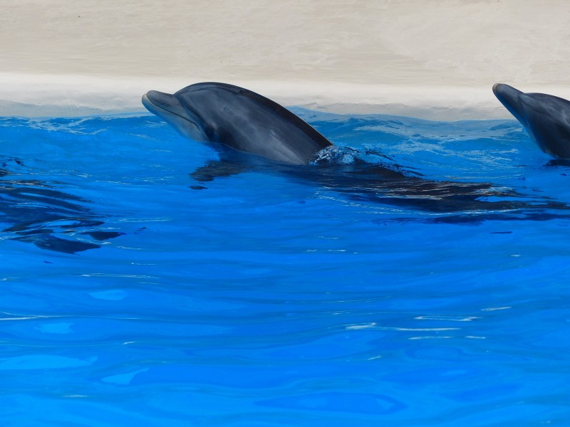 点击大图看下一张：活泼可爱的海豚图片 