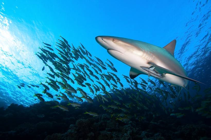 点击大图看下一张：海中鲨鱼图片