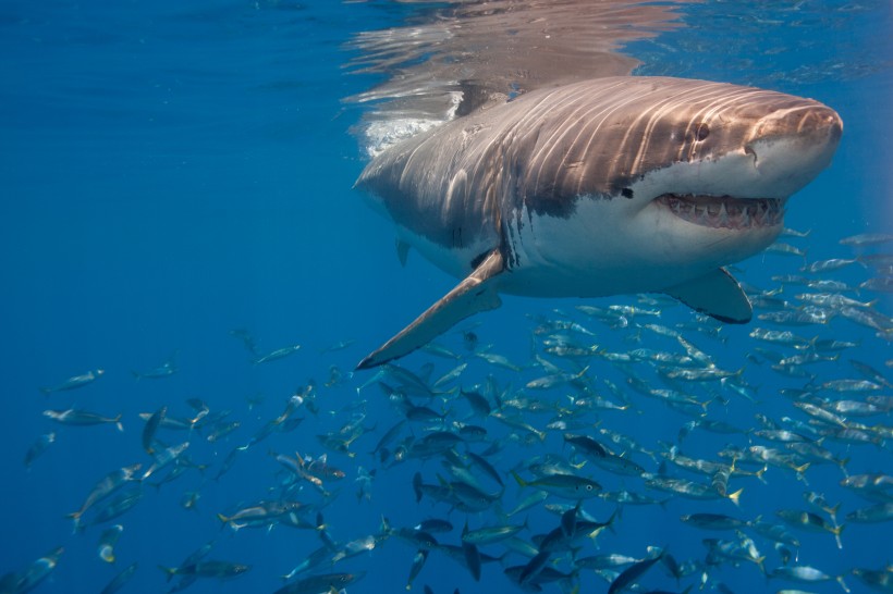 点击大图看下一张：海中鲨鱼图片