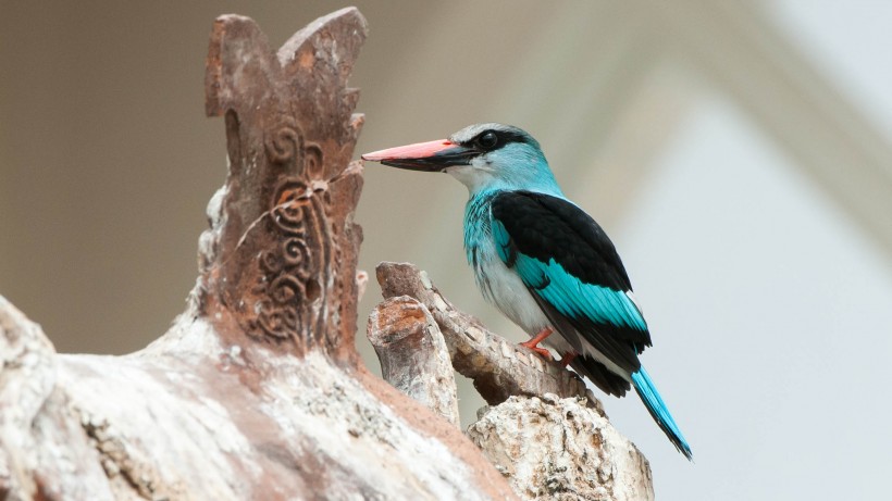 点击大图看下一张：蓝胸翡翠鸟类图片