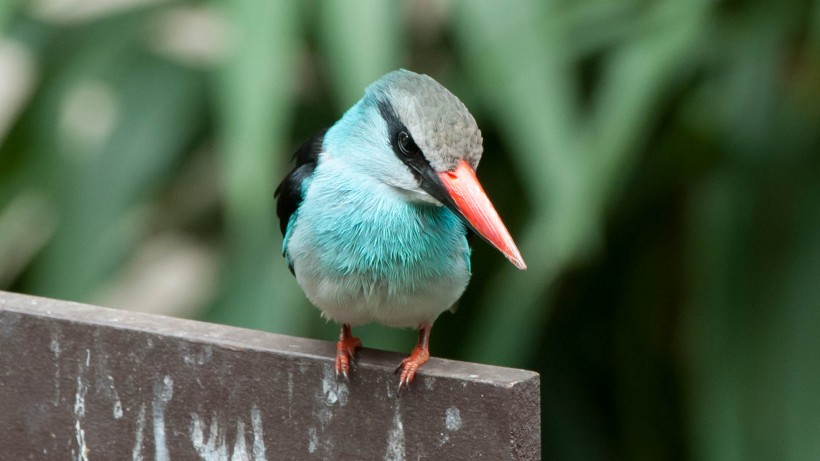 点击大图看下一张：蓝胸翡翠鸟类图片