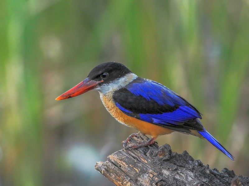 点击大图看下一张：蓝翡翠鸟类图片