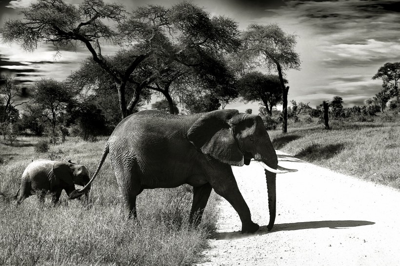 点击大图看下一张：憨厚的大象图片