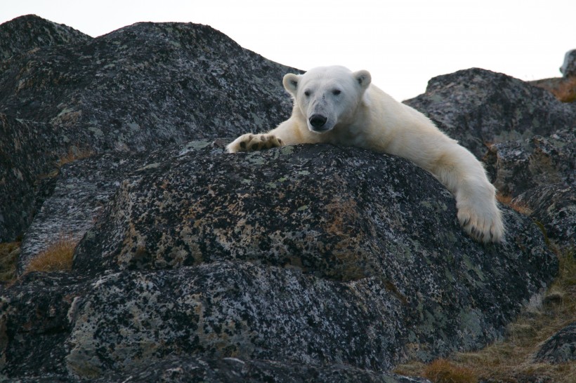 点击大图看下一张：憨厚可掬的北极熊图片