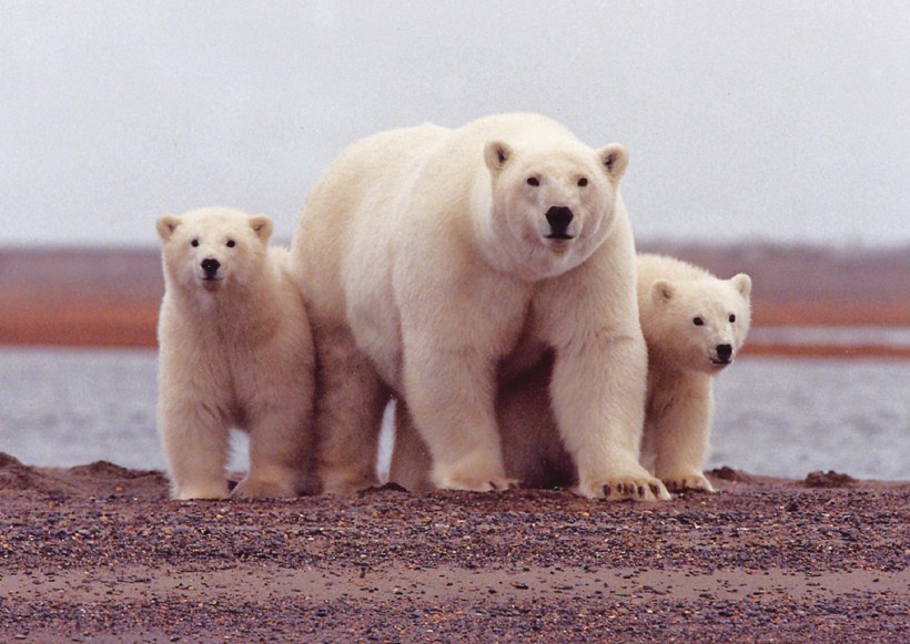 点击大图看下一张：憨厚可掬的北极熊图片