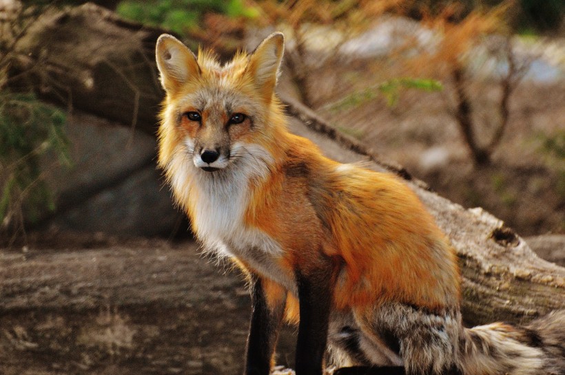 点击大图看下一张：好看的狐狸图片