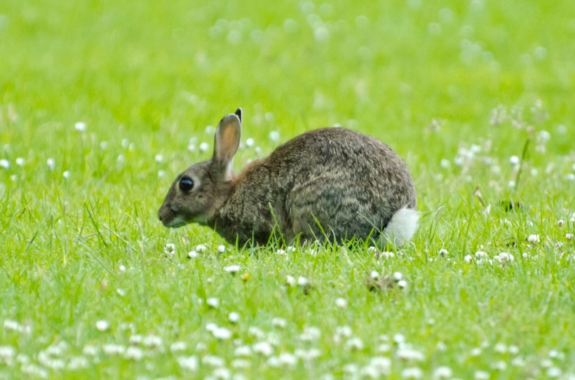 点击大图看下一张：兔子图片