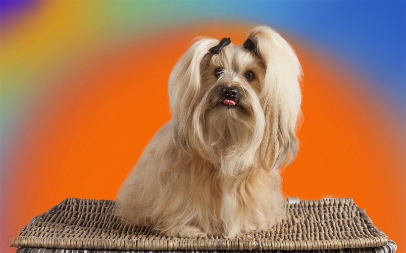 点击大图看下一张：活泼的哈瓦那小犬图片