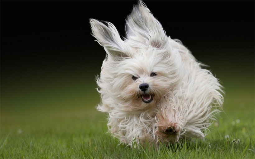 点击大图看下一张：活泼的哈瓦那小犬图片