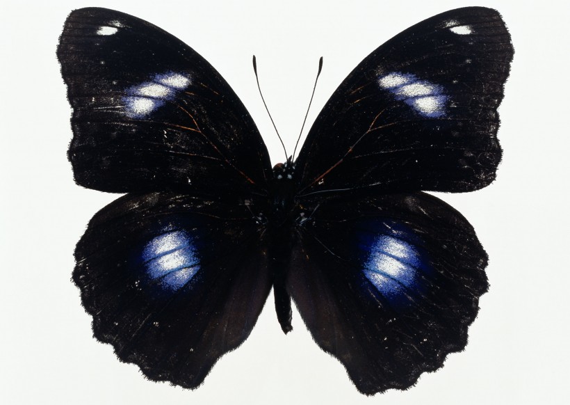 点击大图看下一张：黑色蝴蝶标本图片
