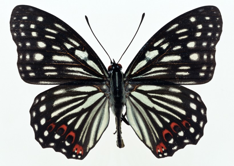 点击大图看下一张：黑色蝴蝶标本图片