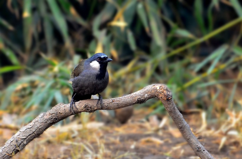 点击大图看下一张：中型鸟之黑喉噪鹛图片