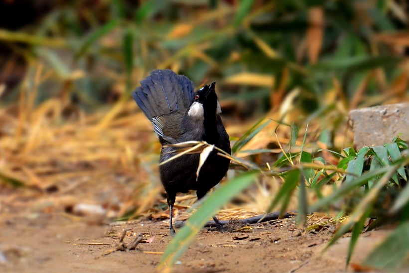 点击大图看下一张：中型鸟之黑喉噪鹛图片