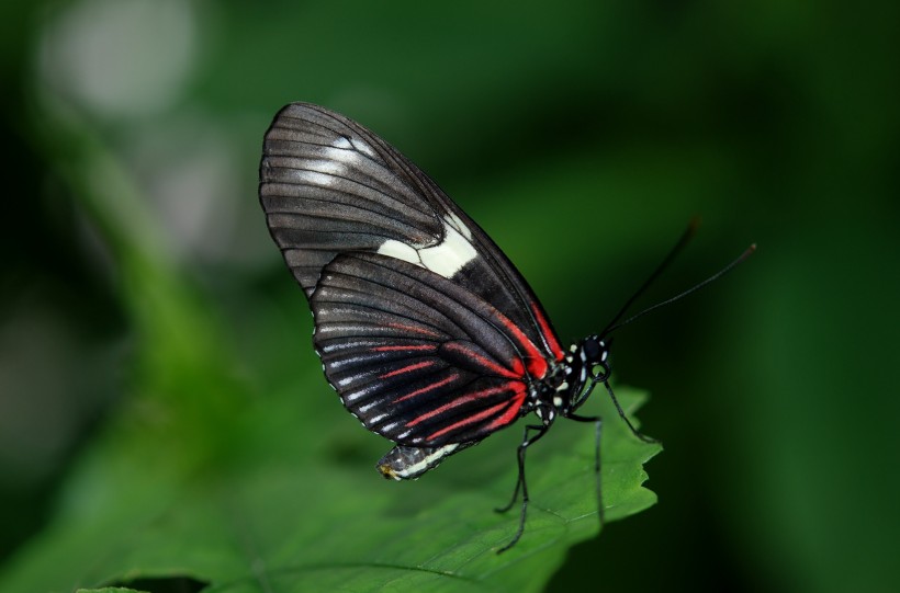 点击大图看下一张：神秘的黑蝴蝶图片